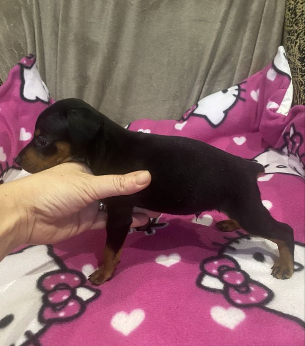 Мальчишка цвергпинрера