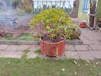 Rhododendron  Jasnorozowy Donica Drewniana , ,Duzy 1.10m x 80 cm