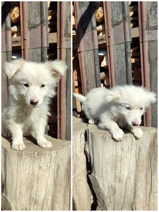 Цуценята, песики в добрі руки