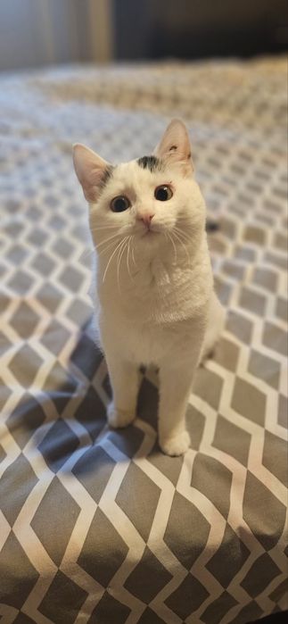 Кітті хоче стати домашньою