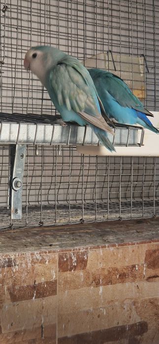 Roseicollis longfeather