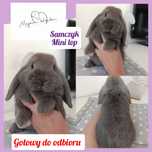 Królik króliczek mini lop hodowla zarejestrowana 910-P