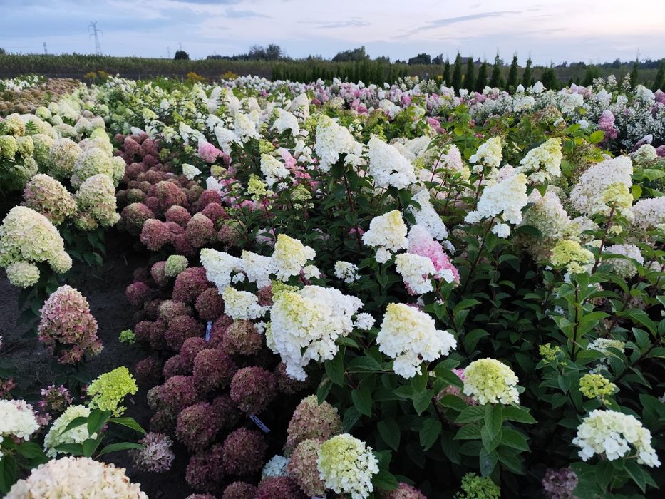 Hortensje bukietowe i krzewiaste