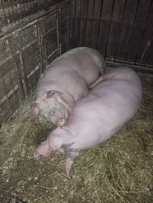 Свині, льошки,   свині на свиноматки