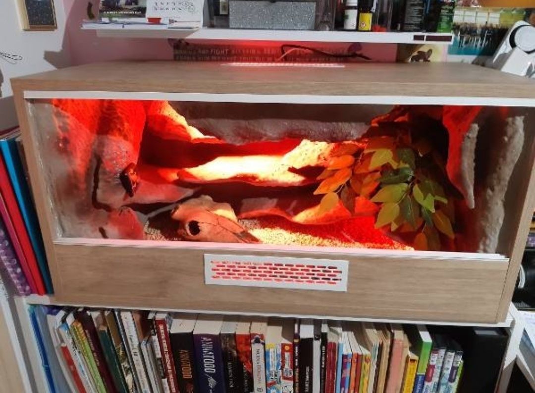 Gekon lamparci 5 lat razem z terrarium