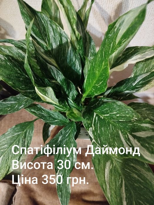 Драцена.Кротони маммі.Фіалка.Стреліция Регіна.Замік Равен.Спатік даймо