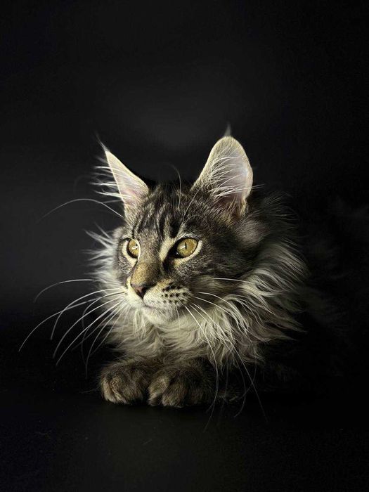 Сріблястий мейн-кун котик зі всіма документами WCF Ген тести батьків