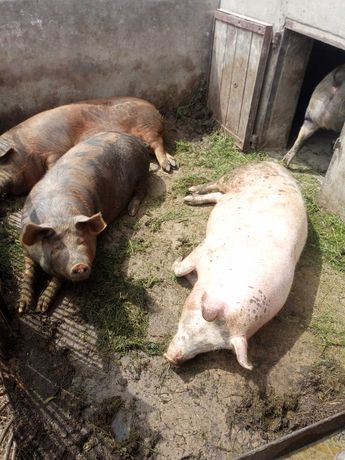 Продам свиней живой вагою