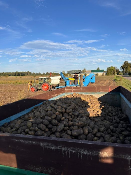 Ziemniaki od gospodarza Vineta JUREK Jelly
