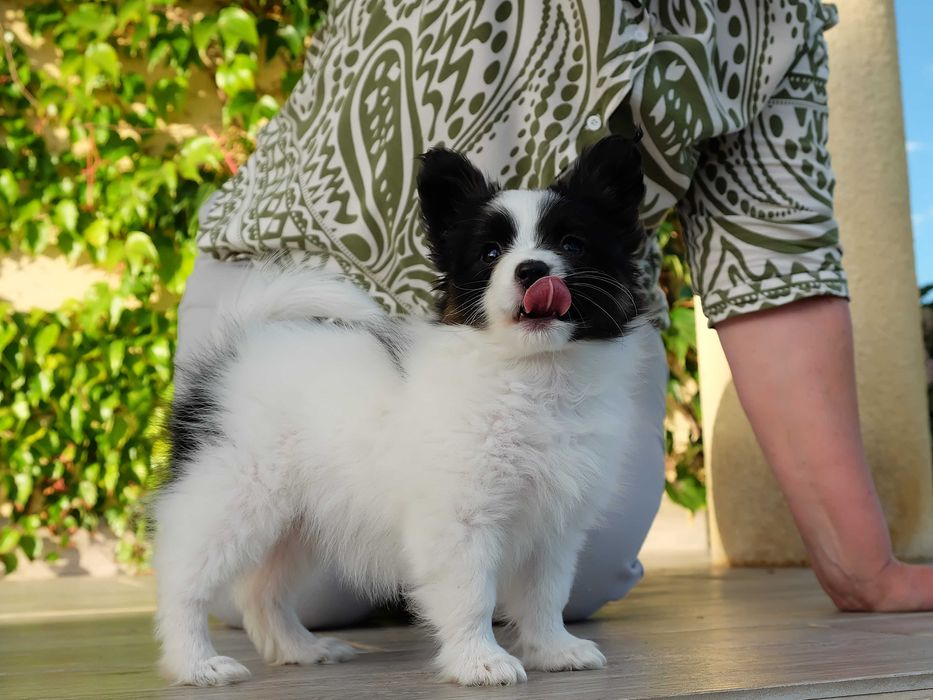 Papillon szczenię suczka ZKwP oddział Kraków