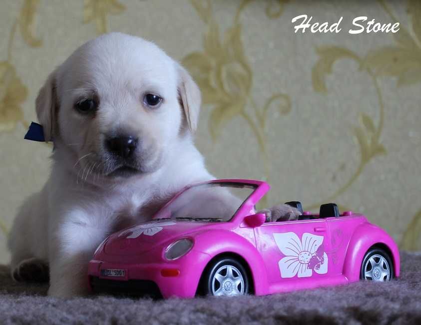 Лабрадор ретривер Щенки питомника