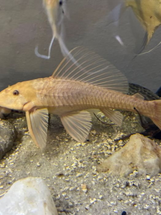 Limpa vidros, peixes