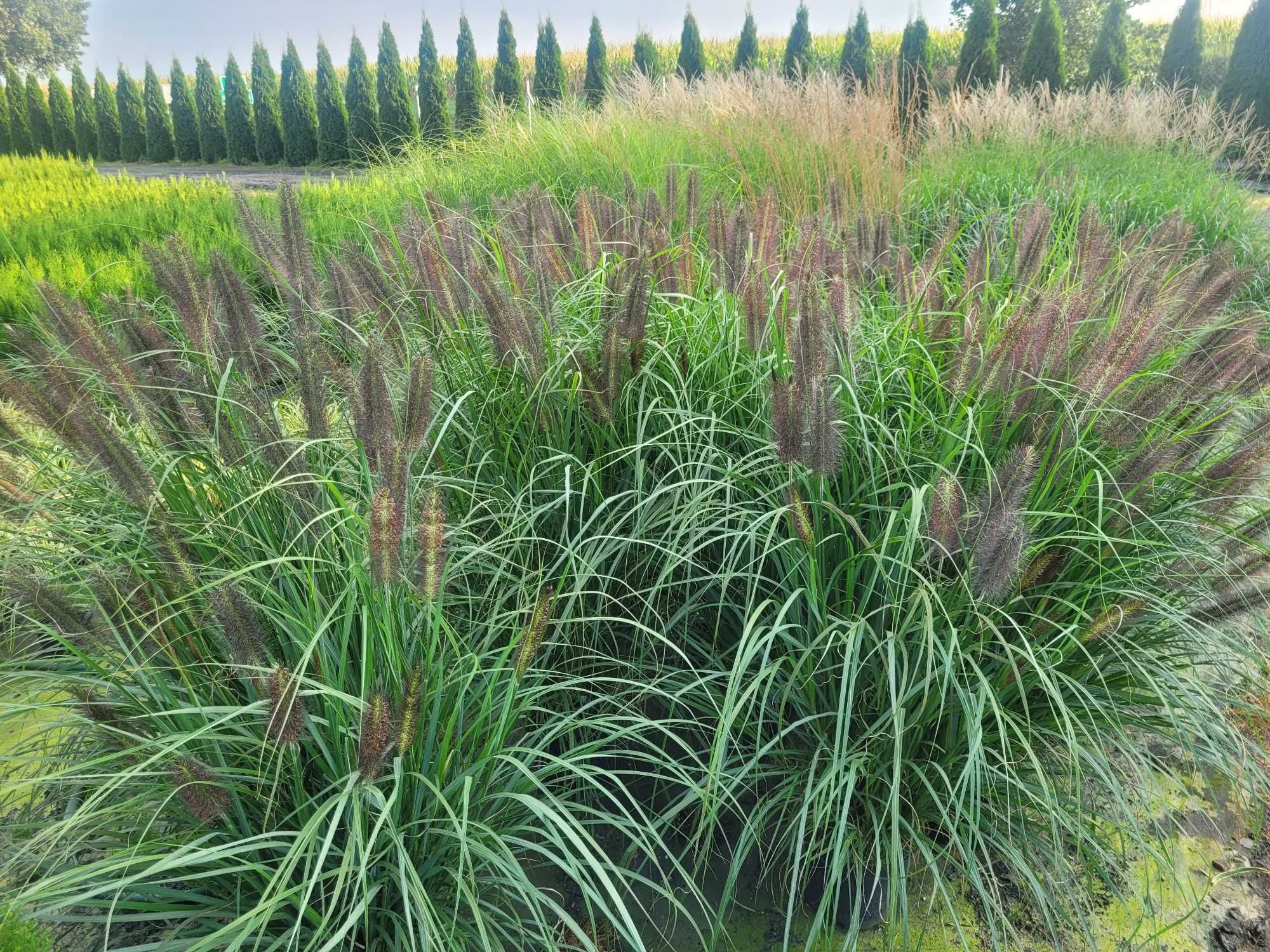 trawy trawa ozdobna rozbudowane rozplenice miscanty carex