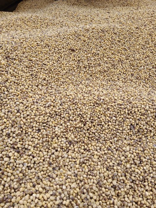 Soja Abelina zbiór 2025