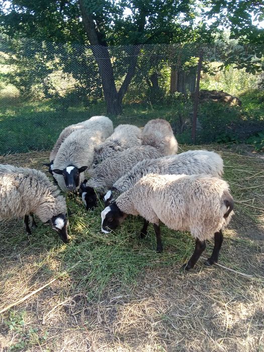 ПРОДАМ. Красавців