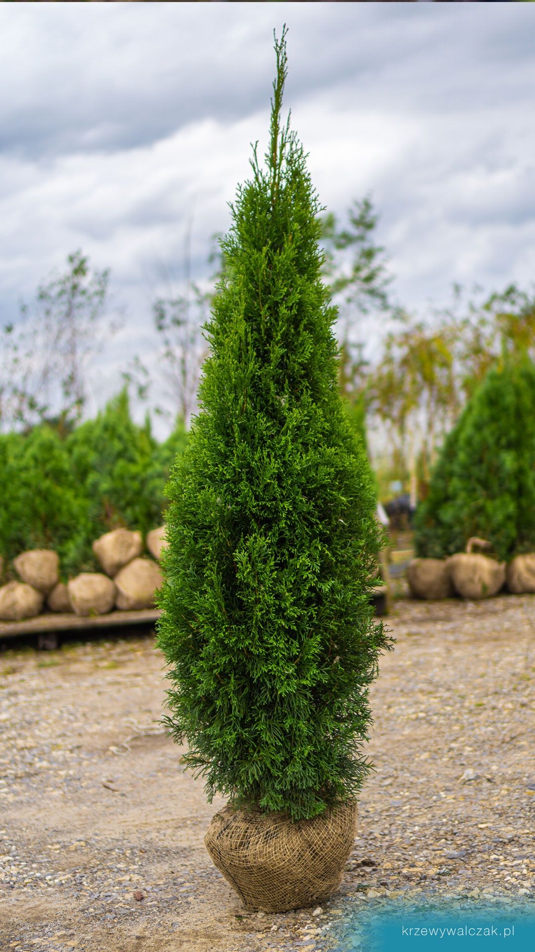 Thuja Szmaragd 120-140 cm