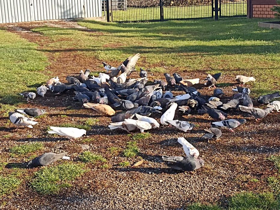 Gołębie nikołajewskie i orliki