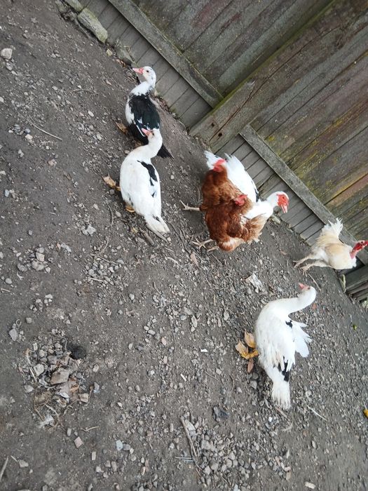 Kaczki 5 miesięczne