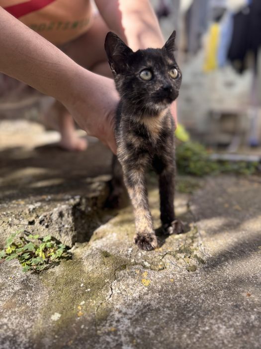 Gata com 3 meses GRATIS
