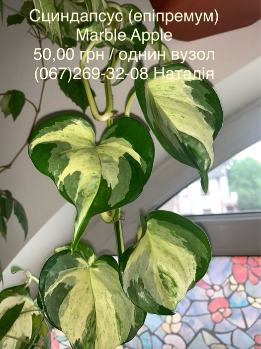 Сциндапсус, епіпремнум, потос види. Філодендрон