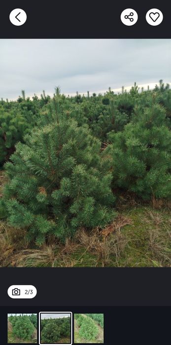 Елка Сосна крымская елки на Новый год