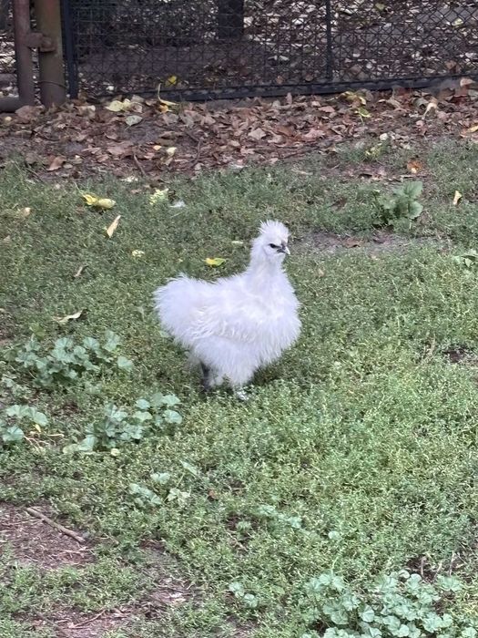 Kogut Silka - biały