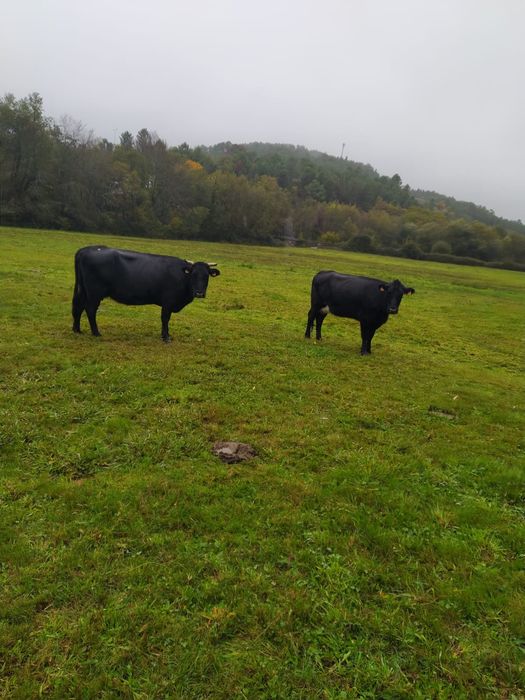 Vacas cruzadas prenhas