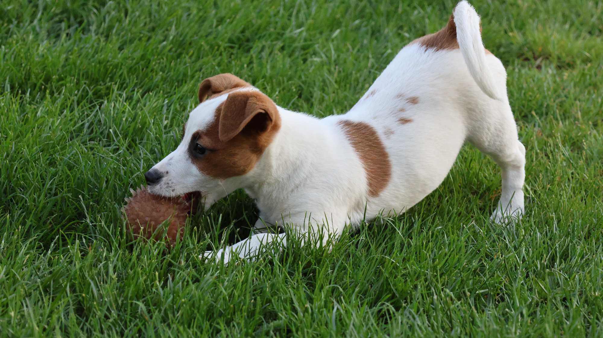 Suczka Jack Russell Terrier z hodowli "BREFIO "-bad.genetyczne