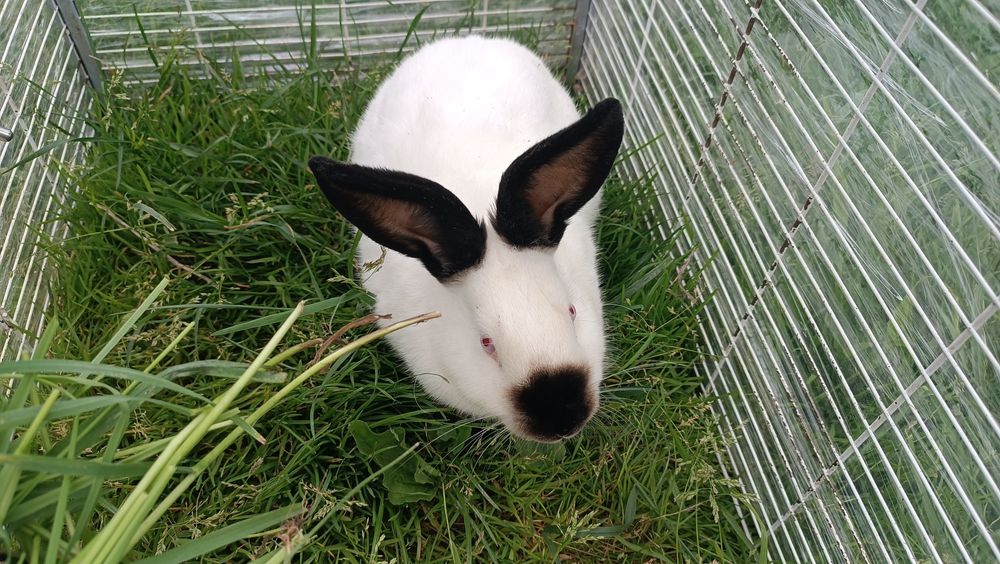 Samica królik kalifornijski króliki król