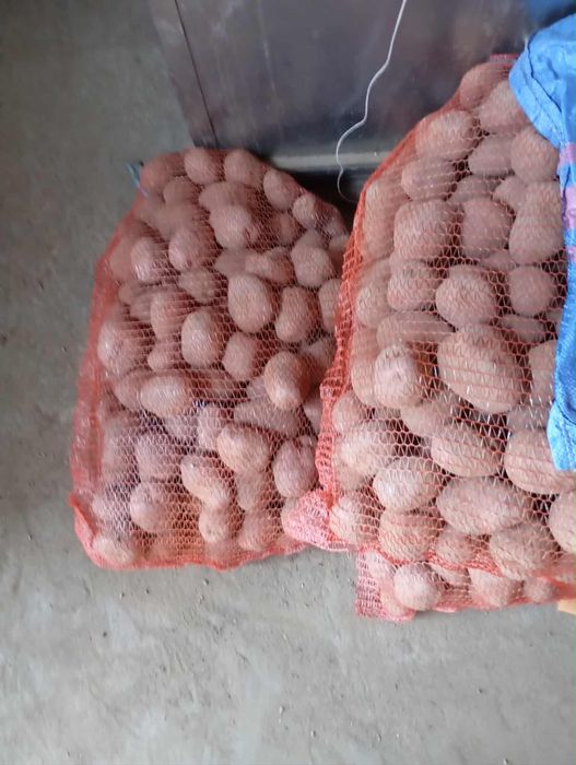 Sprzedam ziemniaki tegoroczne