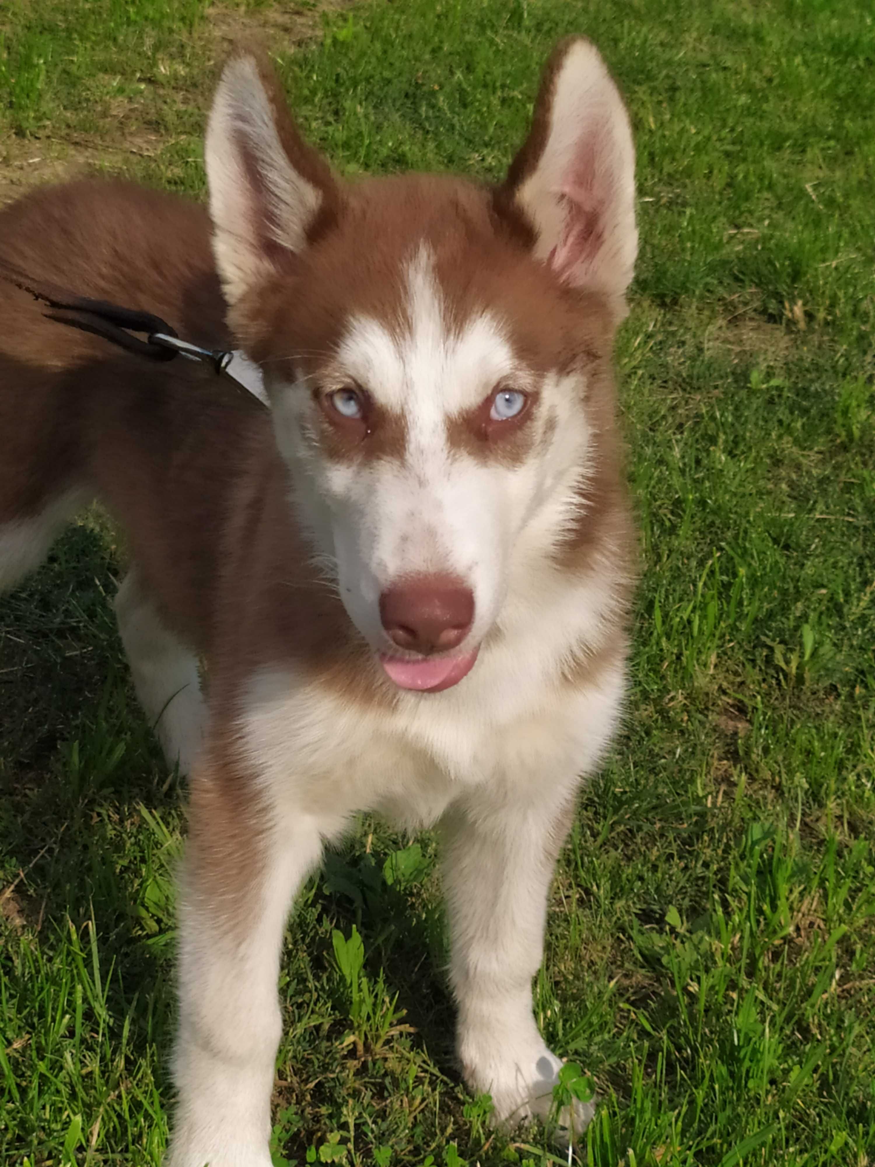 Husky wspaniały szczeniak