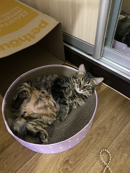 Котенок в заботливые руки