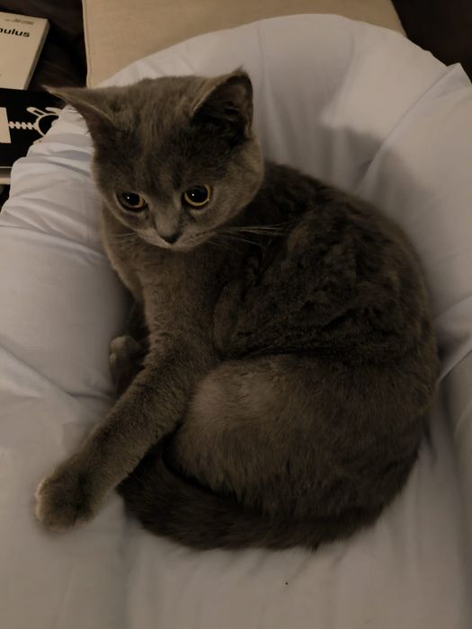 Cat Sitting - Charneca da Caparica e Costa da Caparica