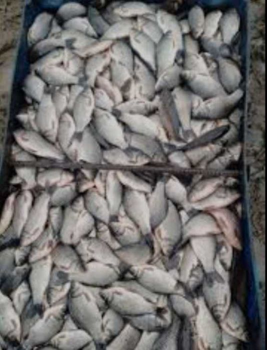 Продам живу рибу раки