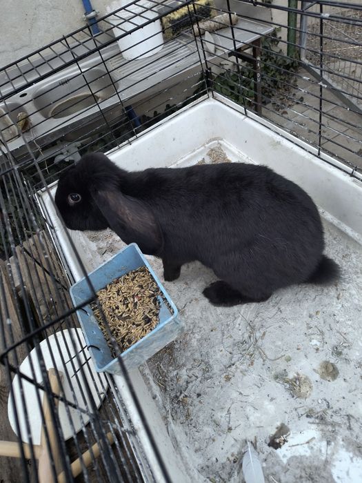 Sprzedam samice barana francuskiego