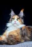 Maine coon, piękna kotka trikolor