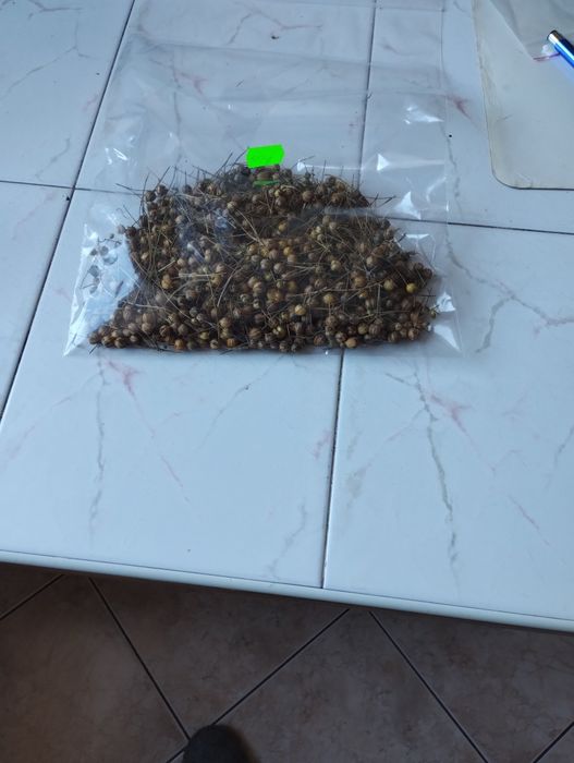 Len suszony przysmak dla chomika