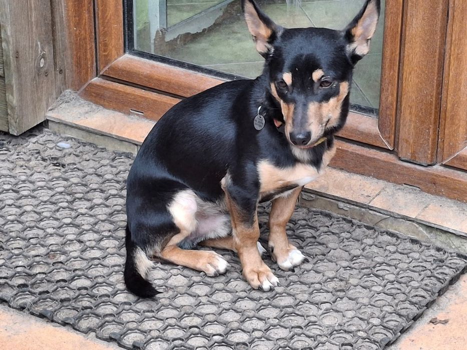 Gacek w typie pinczera szuka domu