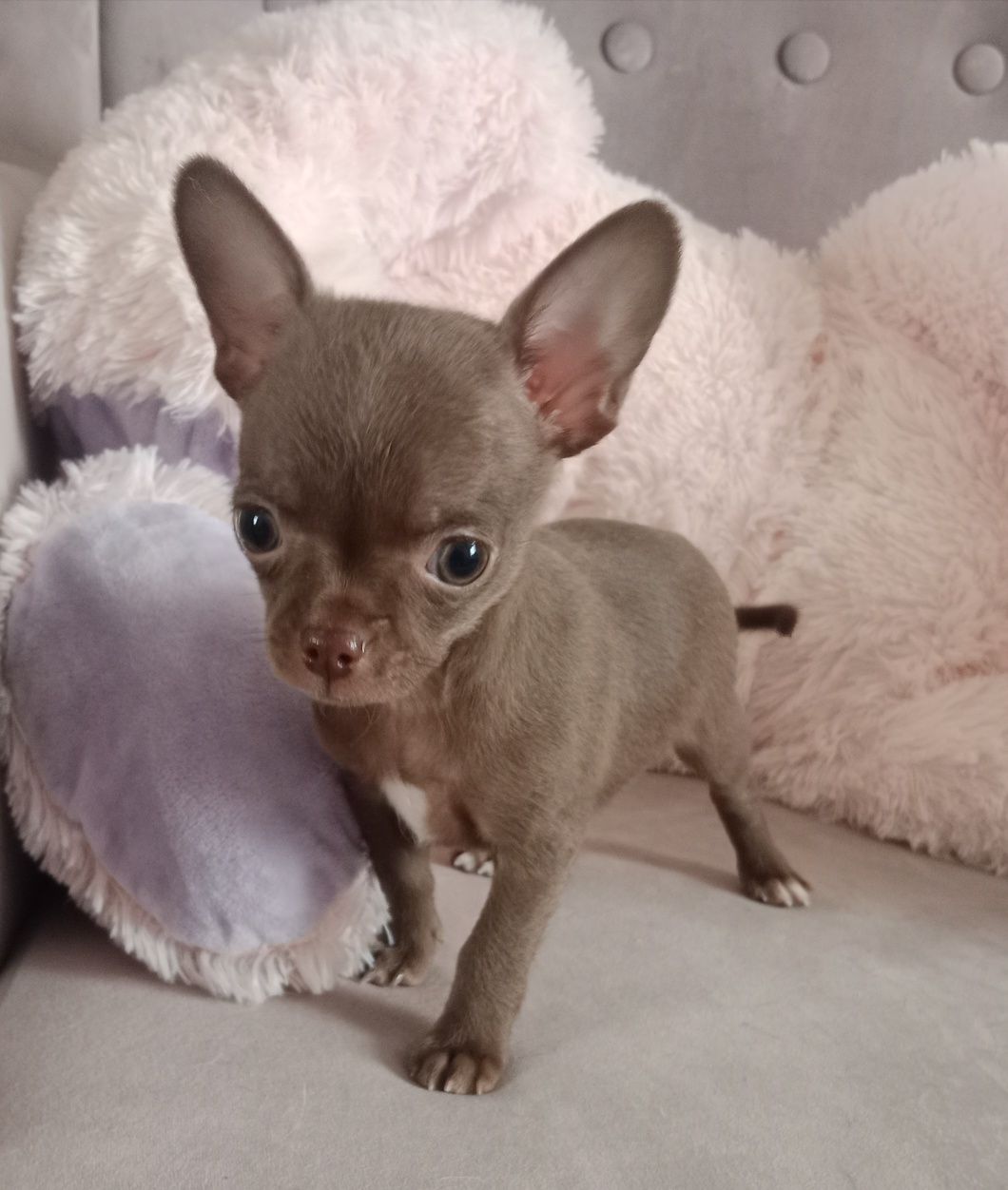 Brązowy chłopczyk chihuahua