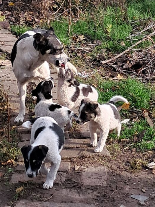 Віддамо цуценят в добрі руки