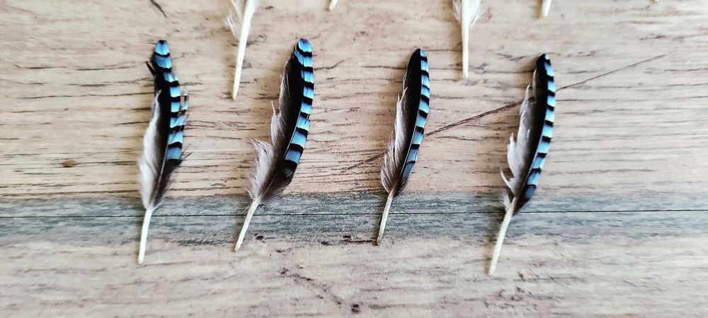 Pióra sójki, ozdne, lotki, sterówki 40 sztuk. Bardzo ładne.