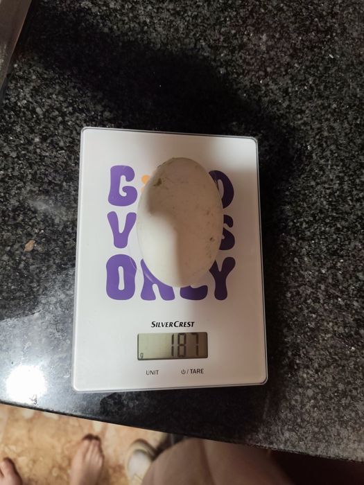 Gansos Toulouse e ovos