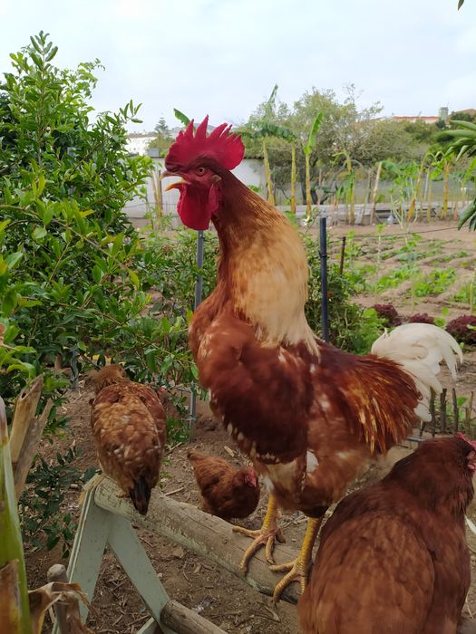 Galos criados no campo