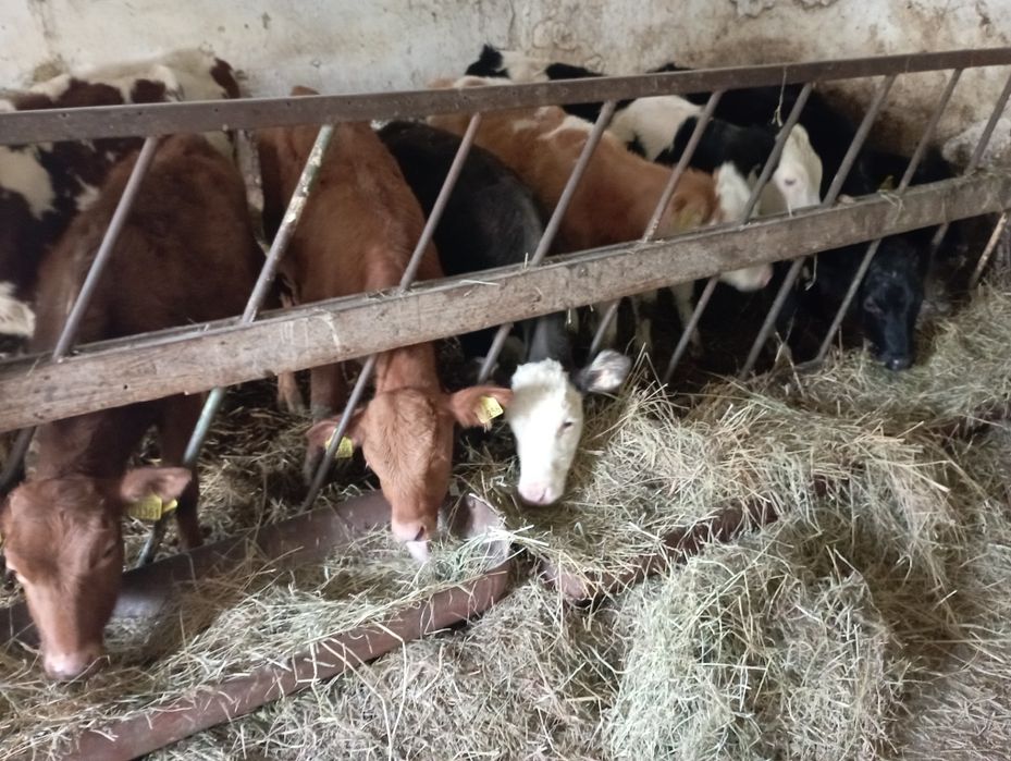 Jałówki byczki polskie żarłoki