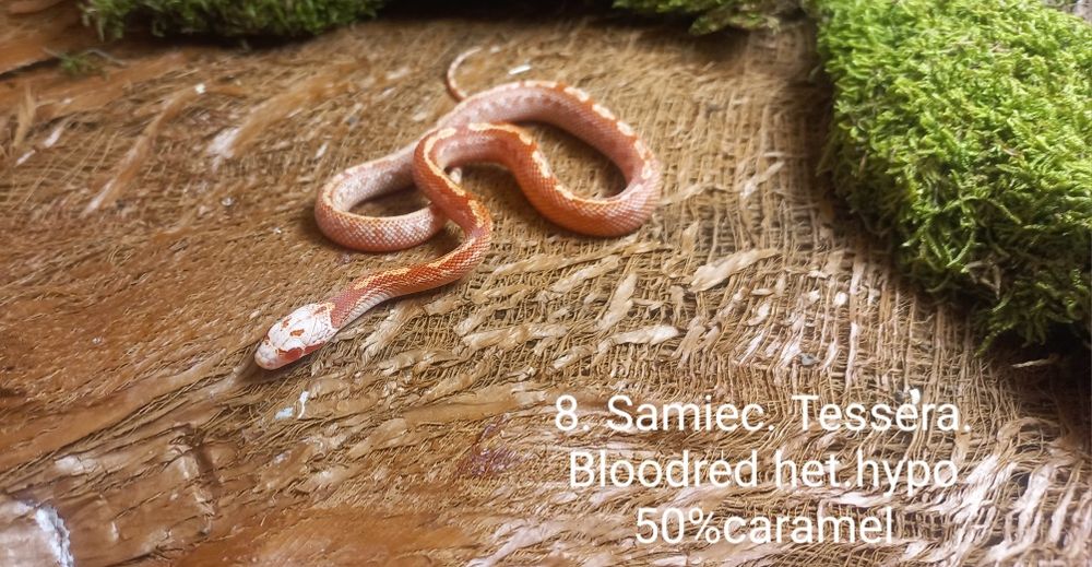 Wąż zbożowy. Tessera.  Ame.l Ultrame.l Bloodred. Młode