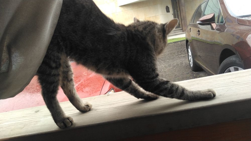 Молодий кастрований котик