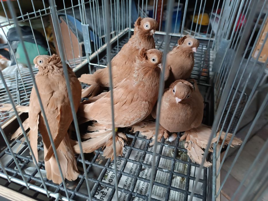 Gołębie ozdobne wywrotki mazurskie