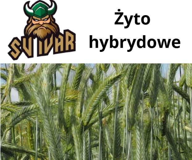 Żyto hybrydowe SU IVAR - Nowość - TOP Farms