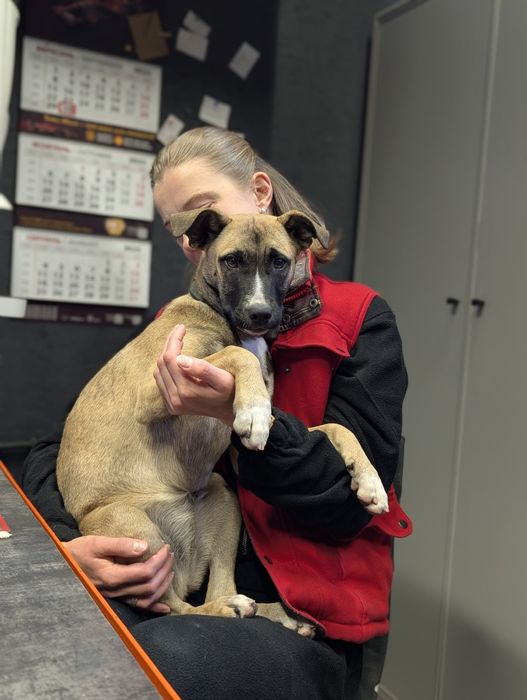 Подаруємо маленьку дівчинку Скубі-Ду