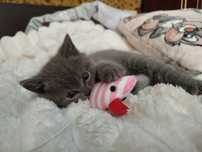 Кошенятко Скотіш страйт